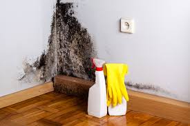 Reliable Lakeland South, WA Mold Inspection Solutions